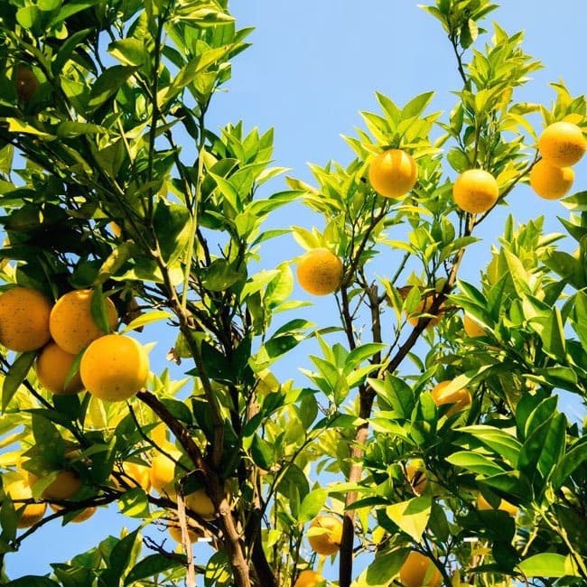 Albero arancio con frutti