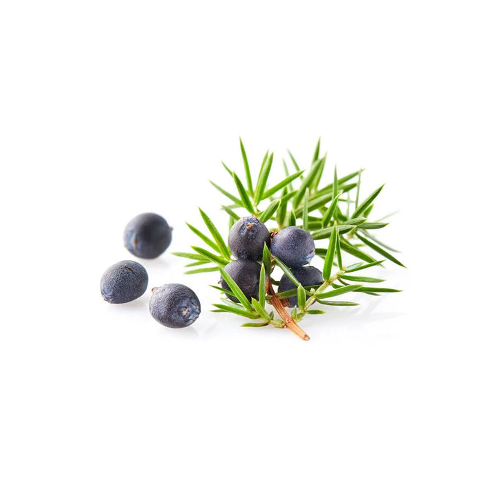bacche di ginepro per essenza per olio energizzante