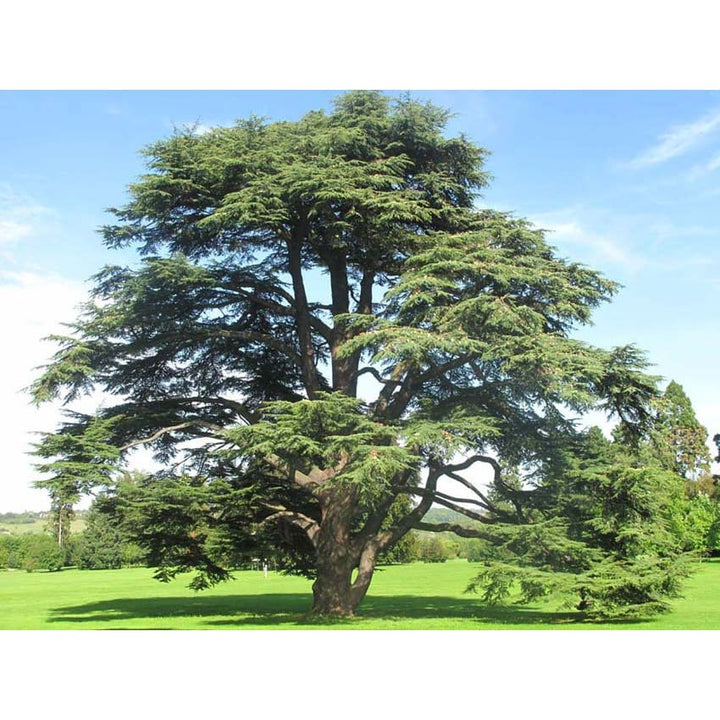 Pianta cedrus atlantica