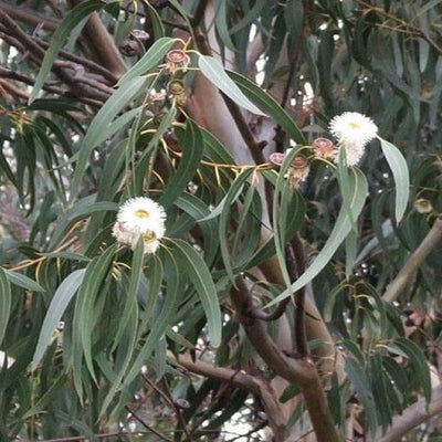 pianta di eucalipto