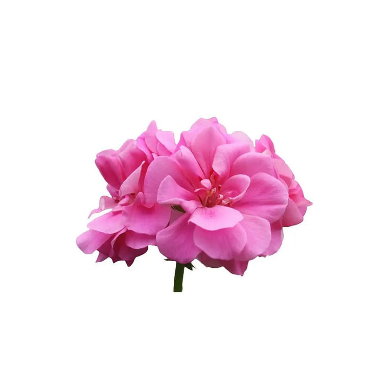 fiore di geranio
