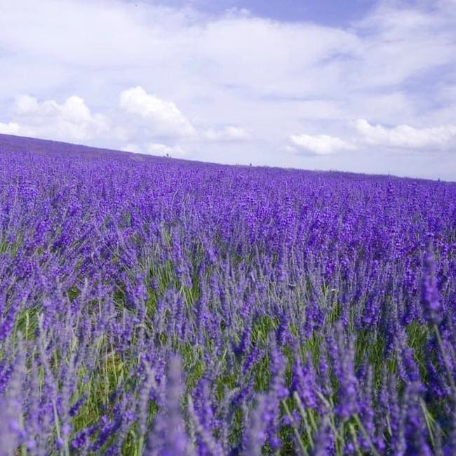 campo coltivato a lavanda