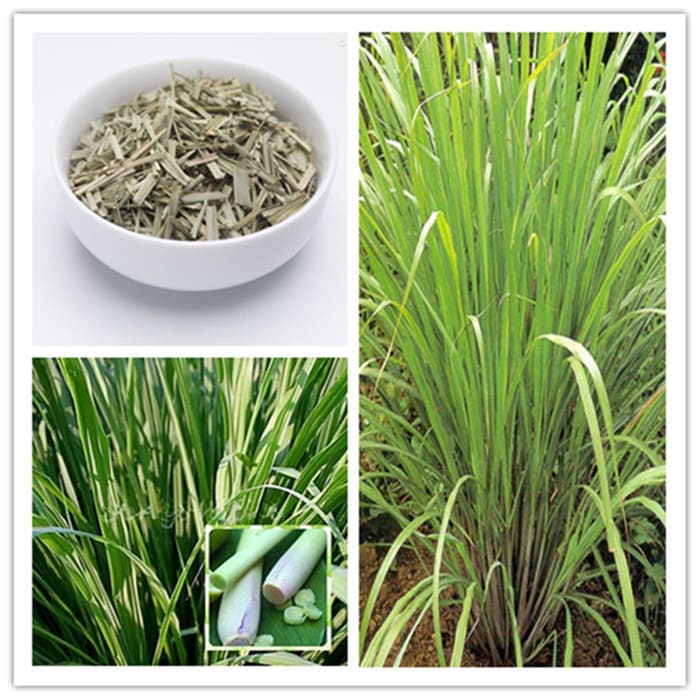Olio essenziale di LEMONGRASS