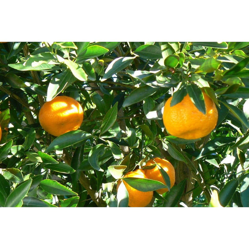 pianta mandarini