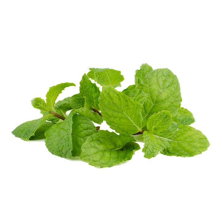 menta piperita foglie