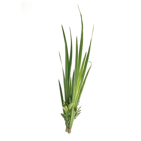 pianta di palmarosa