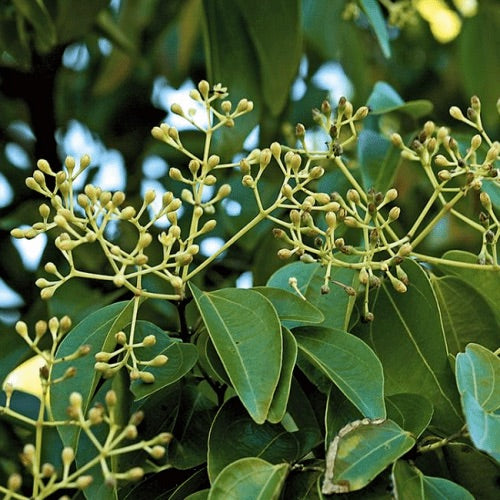 pianta di ravensara aromatica da cui si estrae l'olio essenziale di ravensara