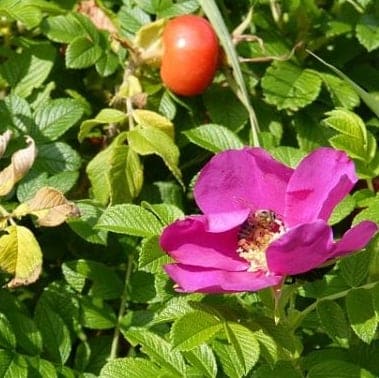 rosa selvatica