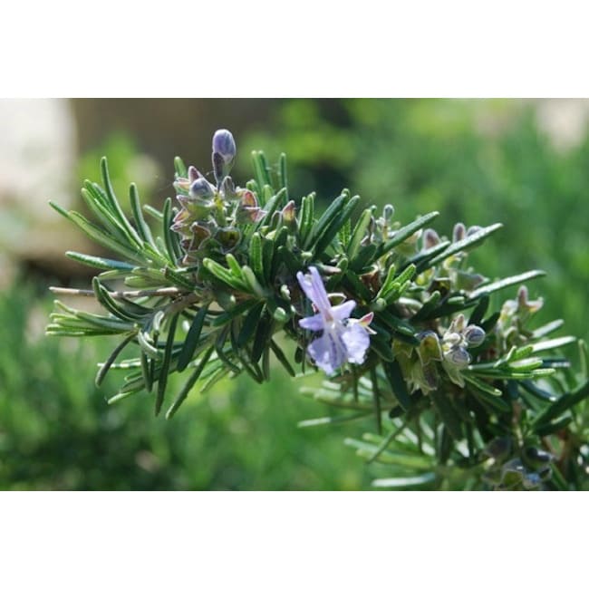 Rameto di rosmarino officinalis da cui si estrae l'olio essenziale