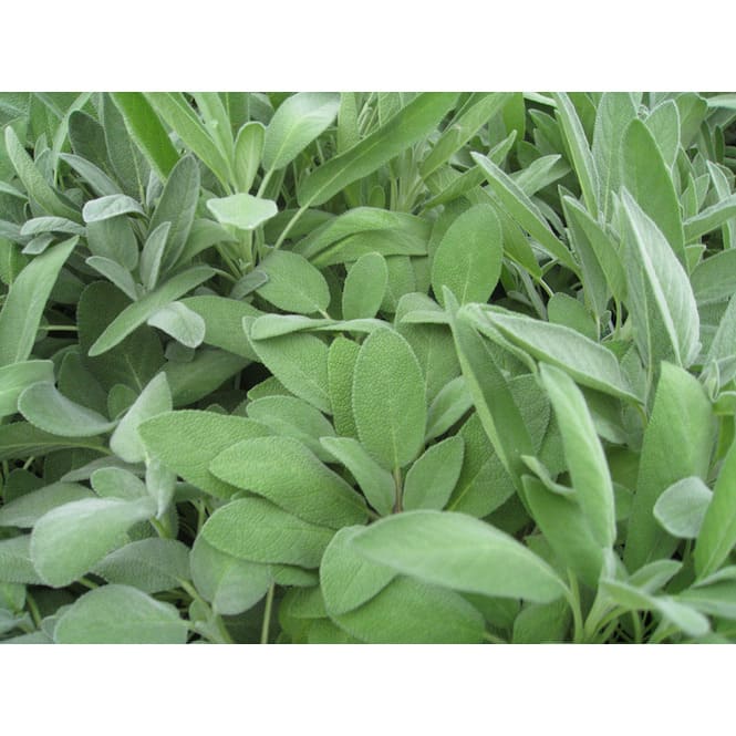 Foglie di salvia officnalis da cui estrarre l'olio essenziale