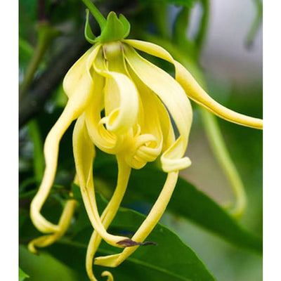 Fiore dell'Ylang-ylang da cui ricavare l'olio essenziale